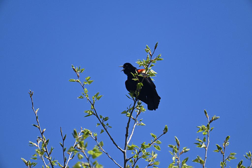 Blackbird, Red-winged, 2025-05016964 River Bend Farm, MA.JPG - Red-winged Blackbird. River Bend Farm, MA, 5-1-2025